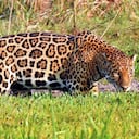 Los jaguares habitan diferentes ecosistemas del continente, desde México hasta Argentina.