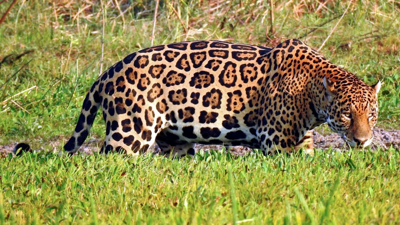 Los jaguares habitan diferentes ecosistemas del continente, desde México hasta Argentina.