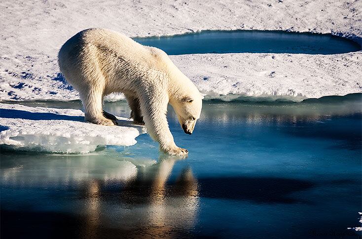Los osos polares son los animales más afectados por los cambios en el hielo marino ártico, porque se basan en esta superficie para actividades esenciales como la caza, viajar y la cría.
