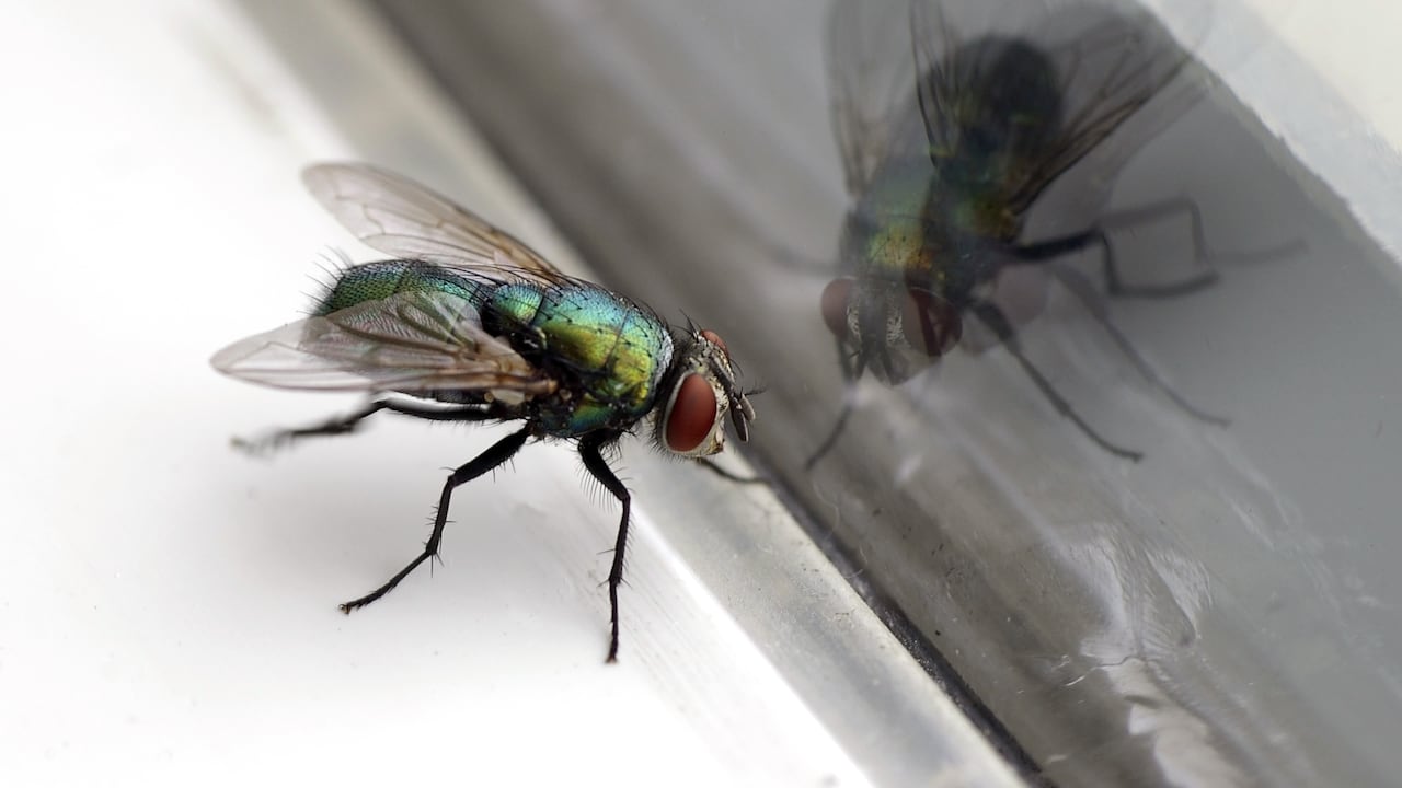 Estos remedios caseros fueron revelados por la abuela Mabel Cartagena, especialista en el hogar.