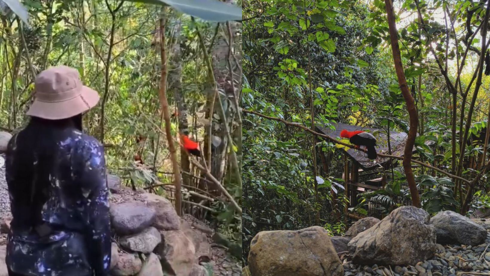 Descubra el mejor lugar para el avistamiento del Gallito de Roca, el ave del paraíso suramericano