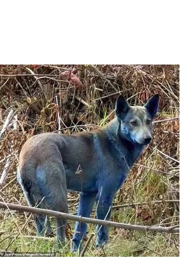 Esta es la explicación del misterioso caso de los perros azules en Chernóbil. - Imagen de Perros de Chernóbil A.P.I