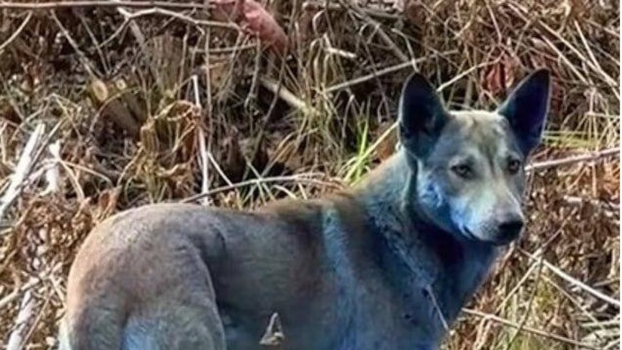 Esta es la explicación del misterioso caso de los perros azules en Chernóbil. - Imagen de Perros de Chernóbil A.P.I