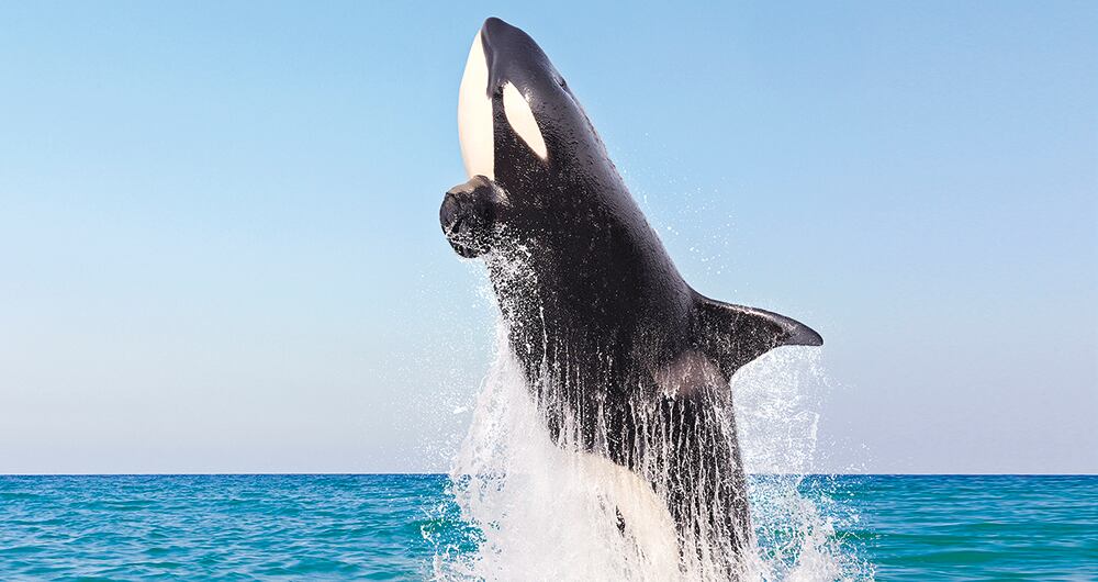 Una orca ataca a los barcos en Gibraltar. 