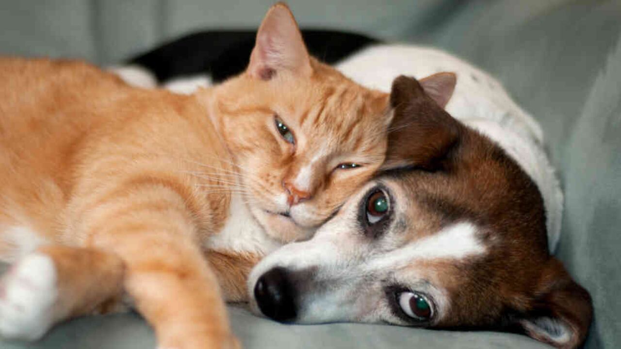 Trucos para acabar con los pelos de las mascotas en el sofá.