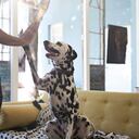 La ansiedad por separación o la dependencia excesiva pueden desencadenar el comportamiento de seguimiento constante en algunos perros.