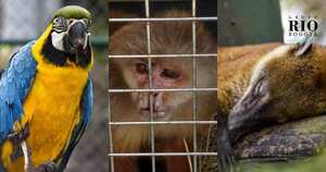 Cautiverio de fauna silvestre