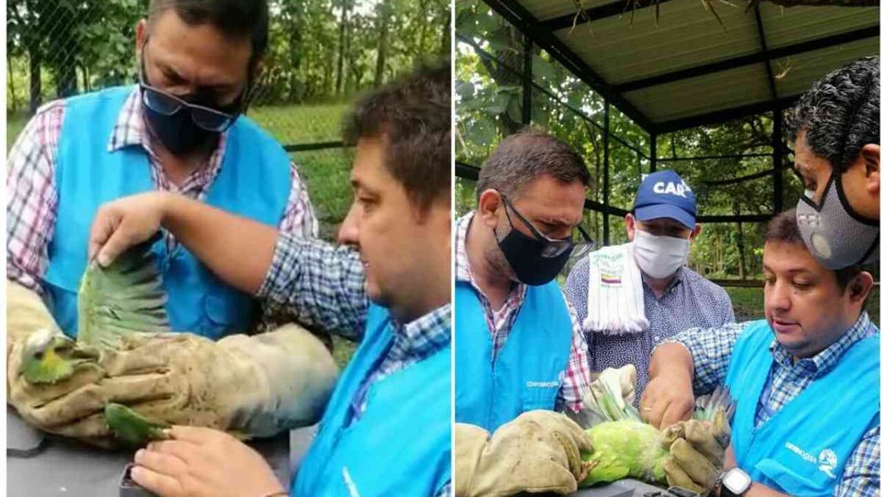 La liberación de los animales se da dos años después de encontrarse en proceso de rehabilitación. Foto: CAR
