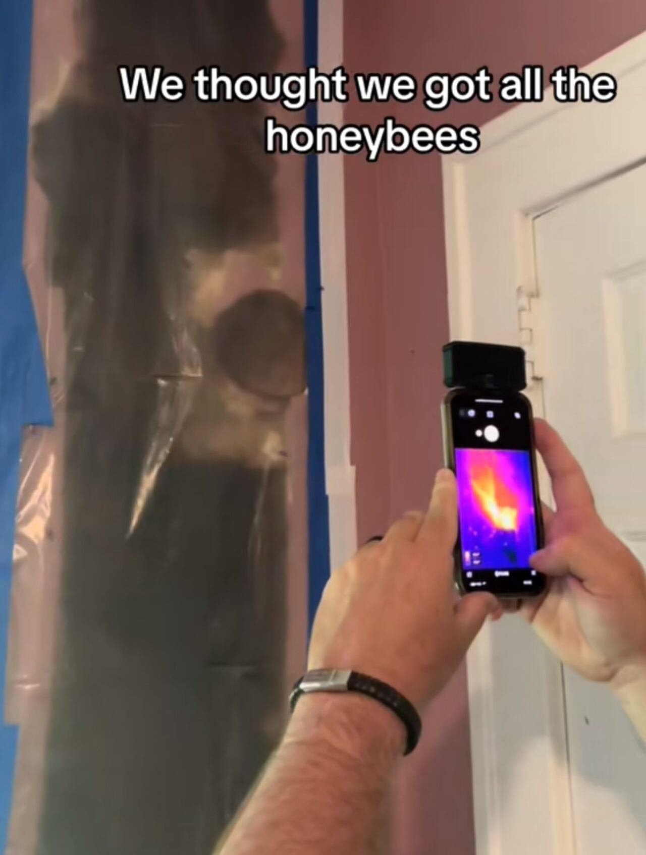 Los padres llamaron a un experto para expulsar a las abejas de su casa