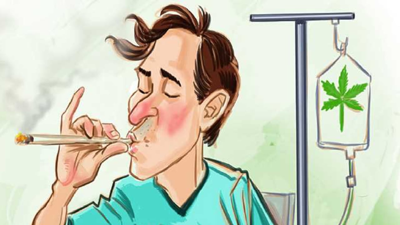 El proyecto pretende reglamentar la plantación, cultivo y distribución de la planta.