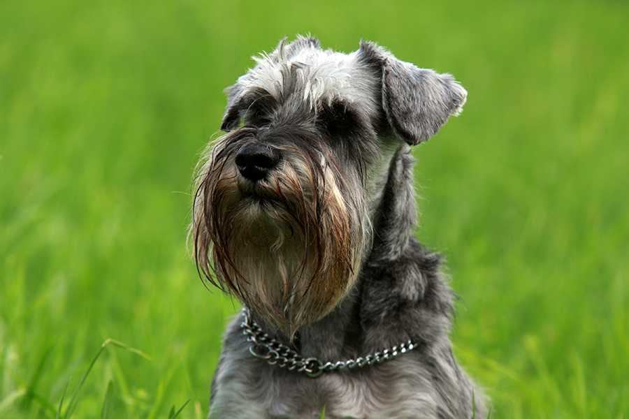 schnauzer, perro que no muda tanto pelo.