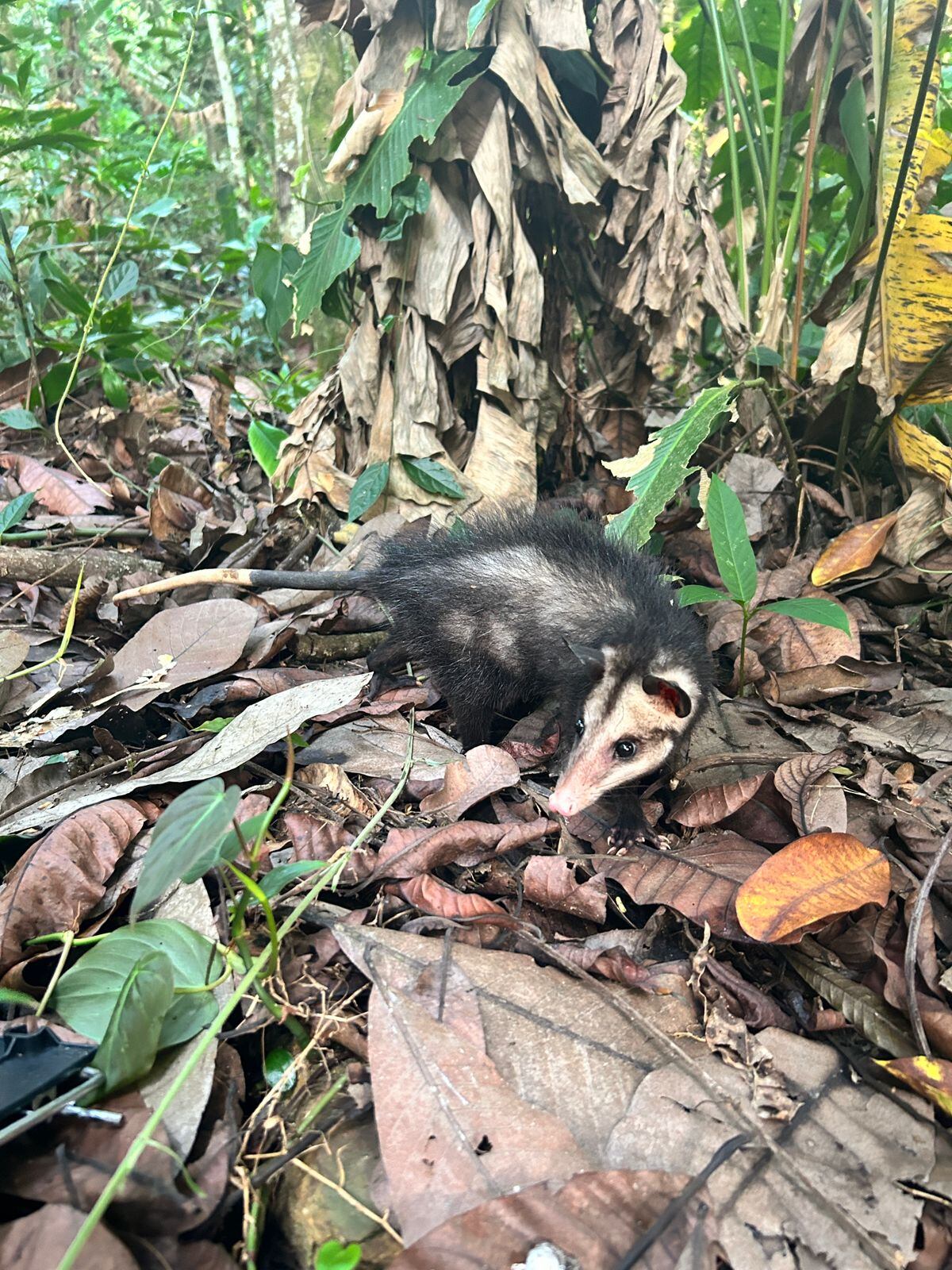En Cundinamarca, la CAR celebró la primera gran liberación de especies rescatadas y rehabilitadas