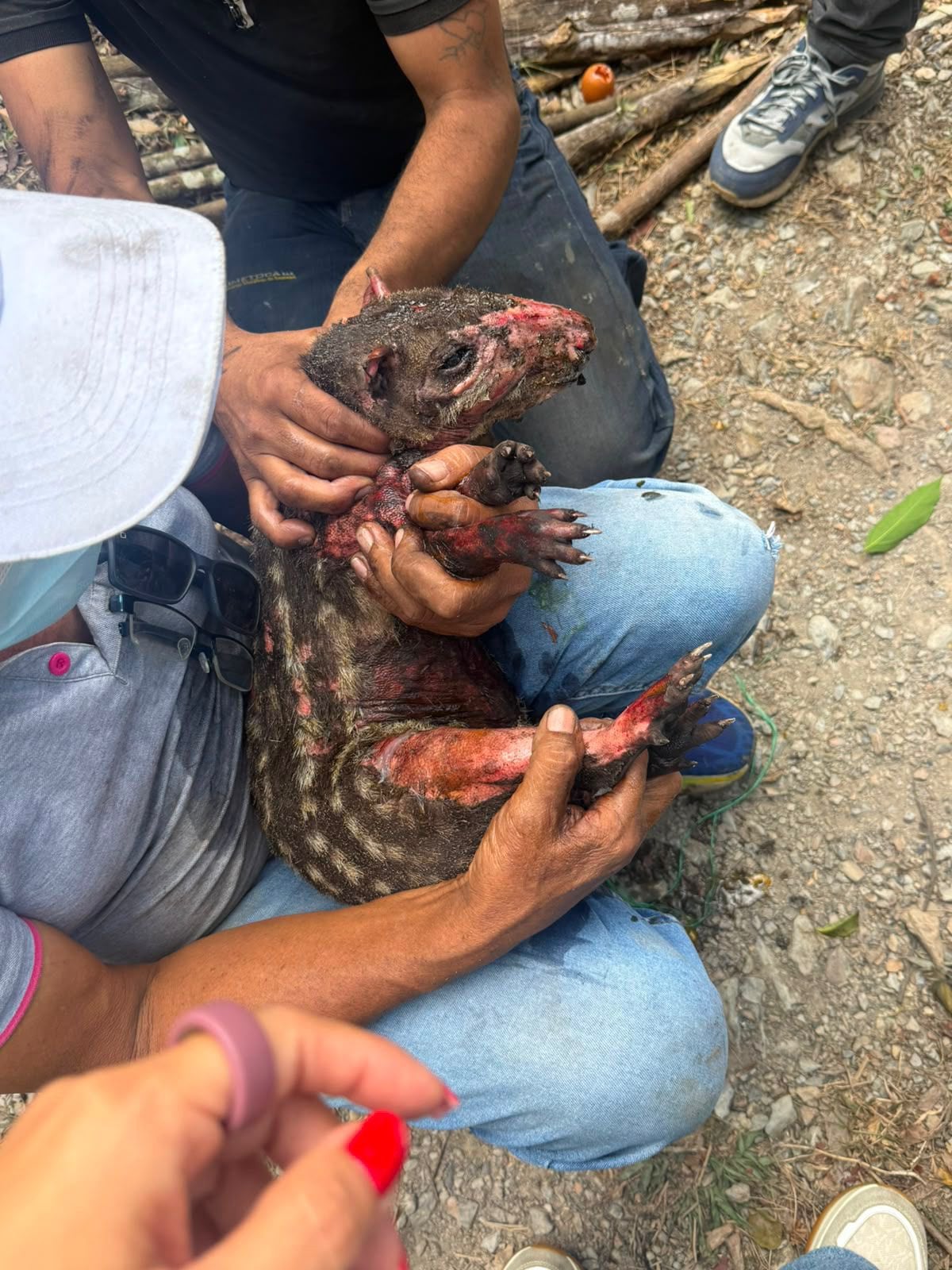 Balance del fuego en Cundinamarca: 11 animales silvestres muertos y 1.512 ha afectadas.