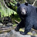 La Policía de Connecticut y miembros de protección ambiental llegaron al lugar y le dispararon mortalmente al oso.