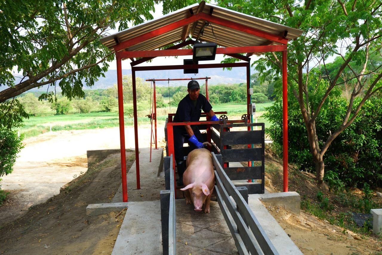 Porcicultura colombiana