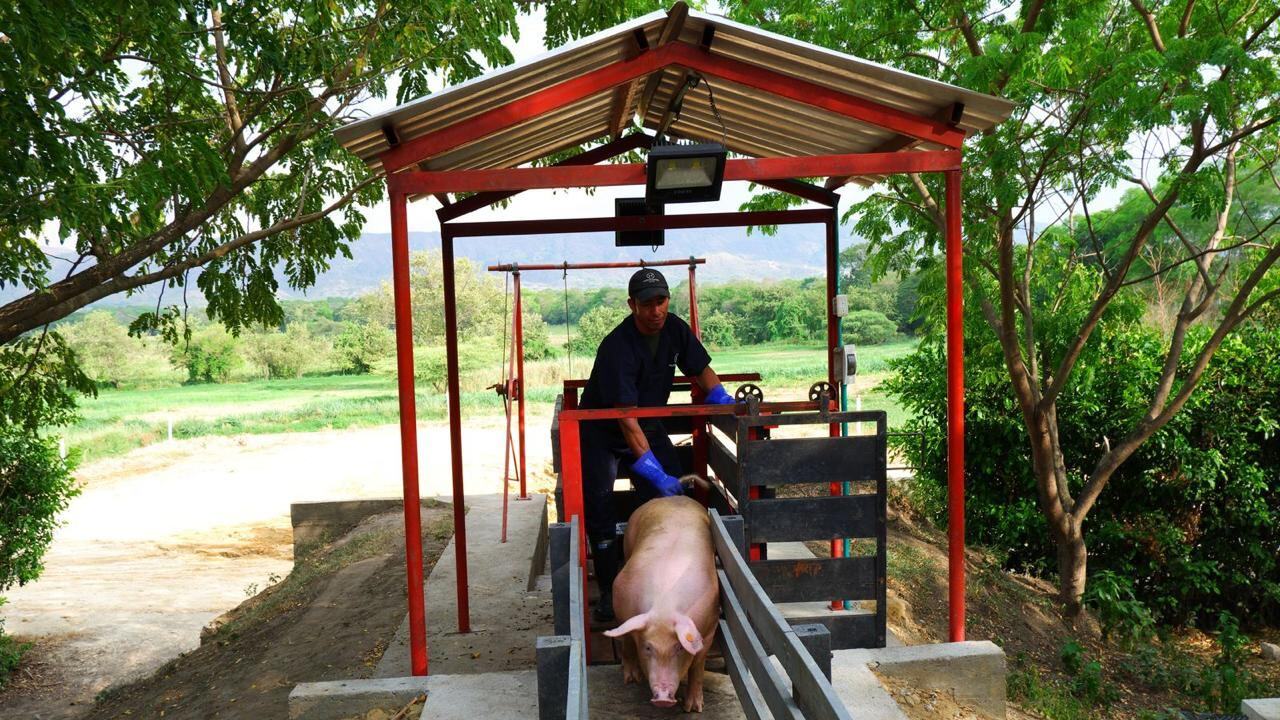 Porcicultura colombiana