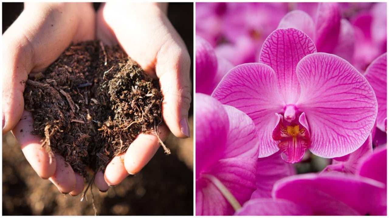 Abono casero para orquídeas.