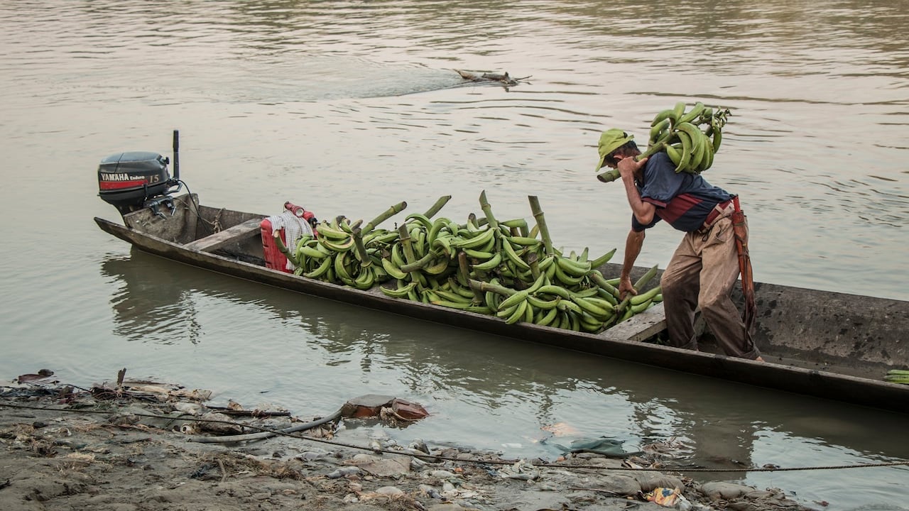 Puerto Rico estuvo entre los pueblos con más cultivos de uso ilícito en el Meta según el Sistema Integrado de Monitoreo de Cultivos Ilícitos de Naciones Unidas.