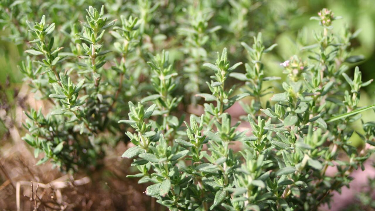 El tomillo es una planta aromática ideal para alejar malas energías.
