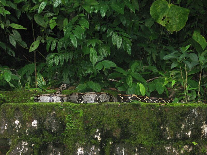 Hace un año Aviatur reabrió la isla como destino turístico y las obras de adecuación y remodelación fueron diseñadas para respetar el espacio de los animales y para que haya una convivencia en armonía con los ecosistemas propios del lugar.