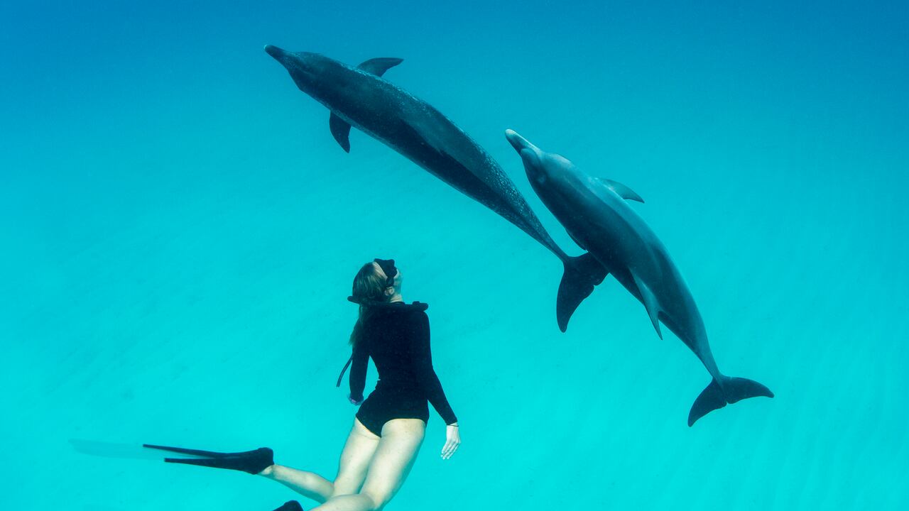Google explora el uso de IA para estudiar los complejos sonidos de los delfines.