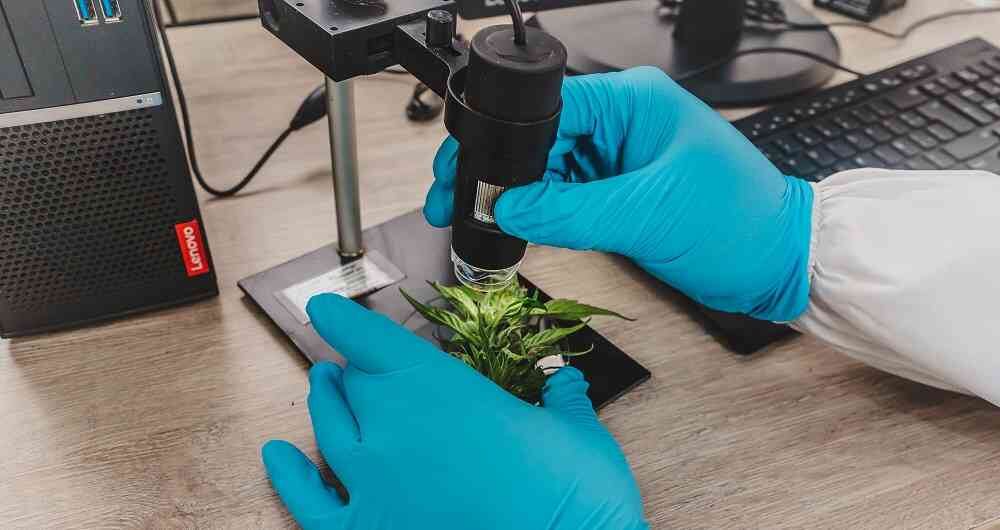 La Asociación Colombiana de Industrias del Cannabis, Asocolcanna, indicó que el potencial de este mercado es grande ya que el país pasó de exportar 310.000 dólares a diciembre de 2020, a 5.2 millones de dólares en los primeros 5 meses del 2021.