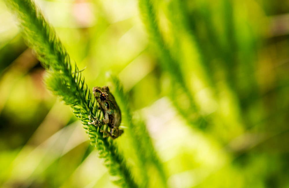 La rana miniatura, propia del bosque nuboso, está en peligro de extinción. Foto: Sebastián Morillo