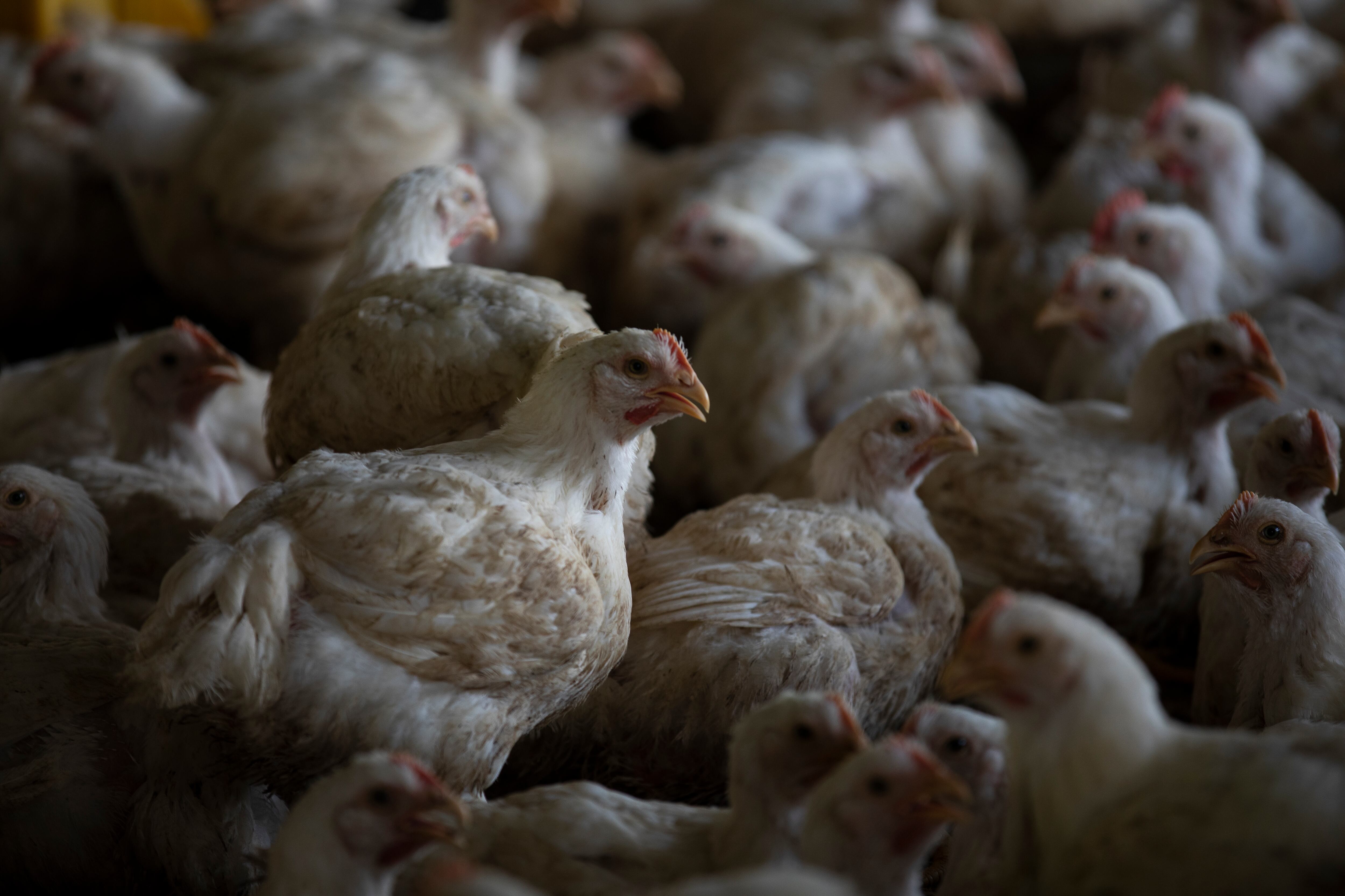 Pollos.
FOTO: ESTEBAN VEGA LA-ROTTA
REVISTA SEMANA