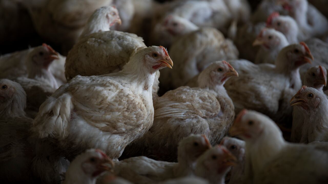 Pollos.
FOTO: ESTEBAN VEGA LA-ROTTA
REVISTA SEMANA