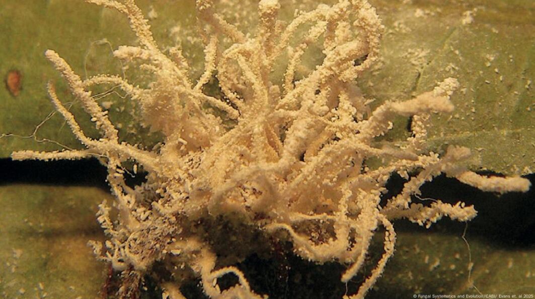 Este hongo tiene la capacidad de alterar el comportamiento de sus víctimas.