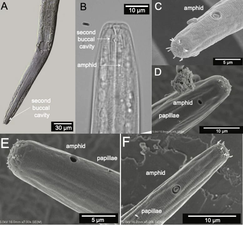 El diminuto Diplolaimelloides woaabi, de menos de 1,5 milímetros, vivía entre los llamados microbialitos del lago.