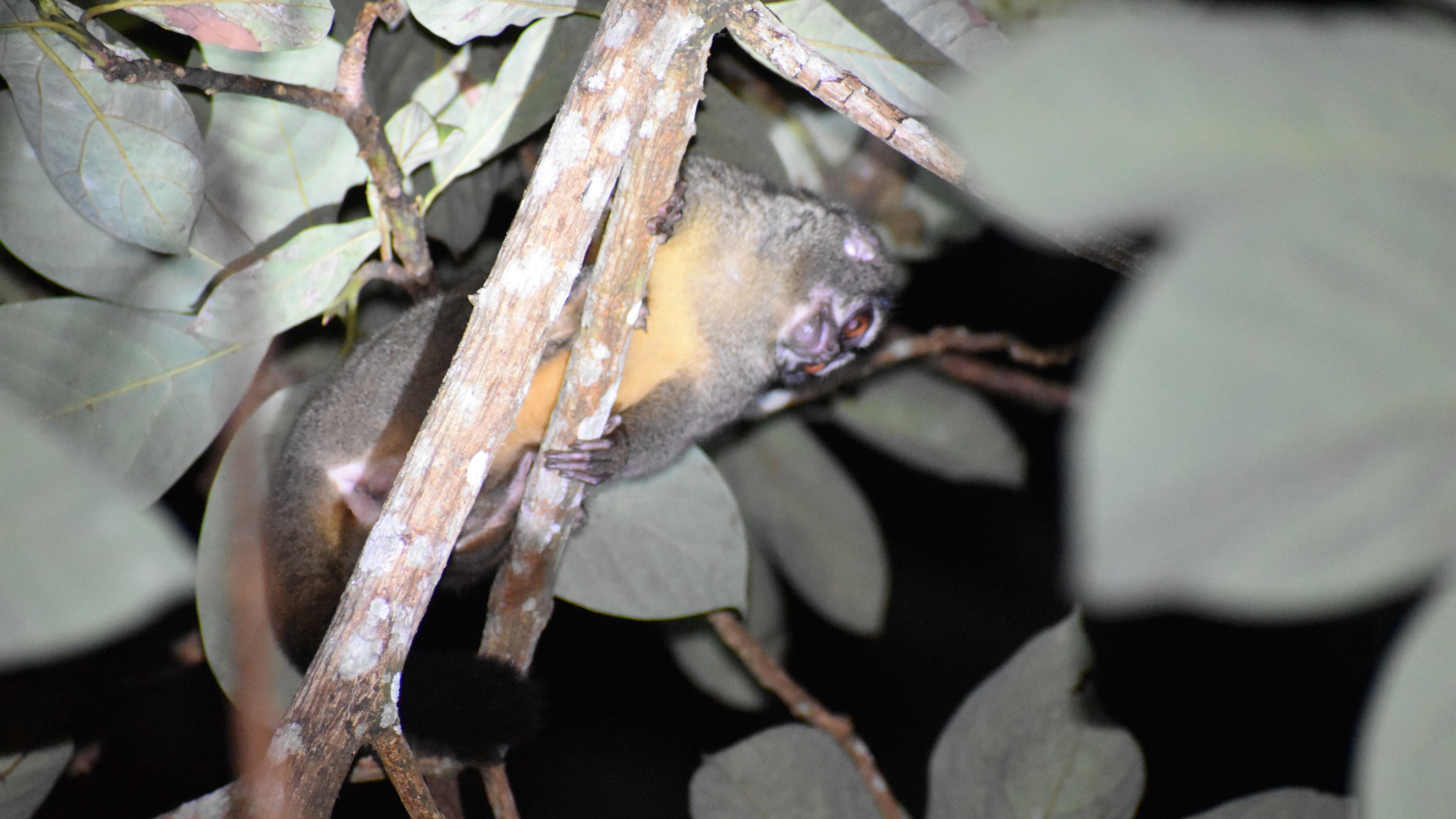 NO USAR, USO EXCLUSIVO MEJOR COLOMBIA, Content GEB