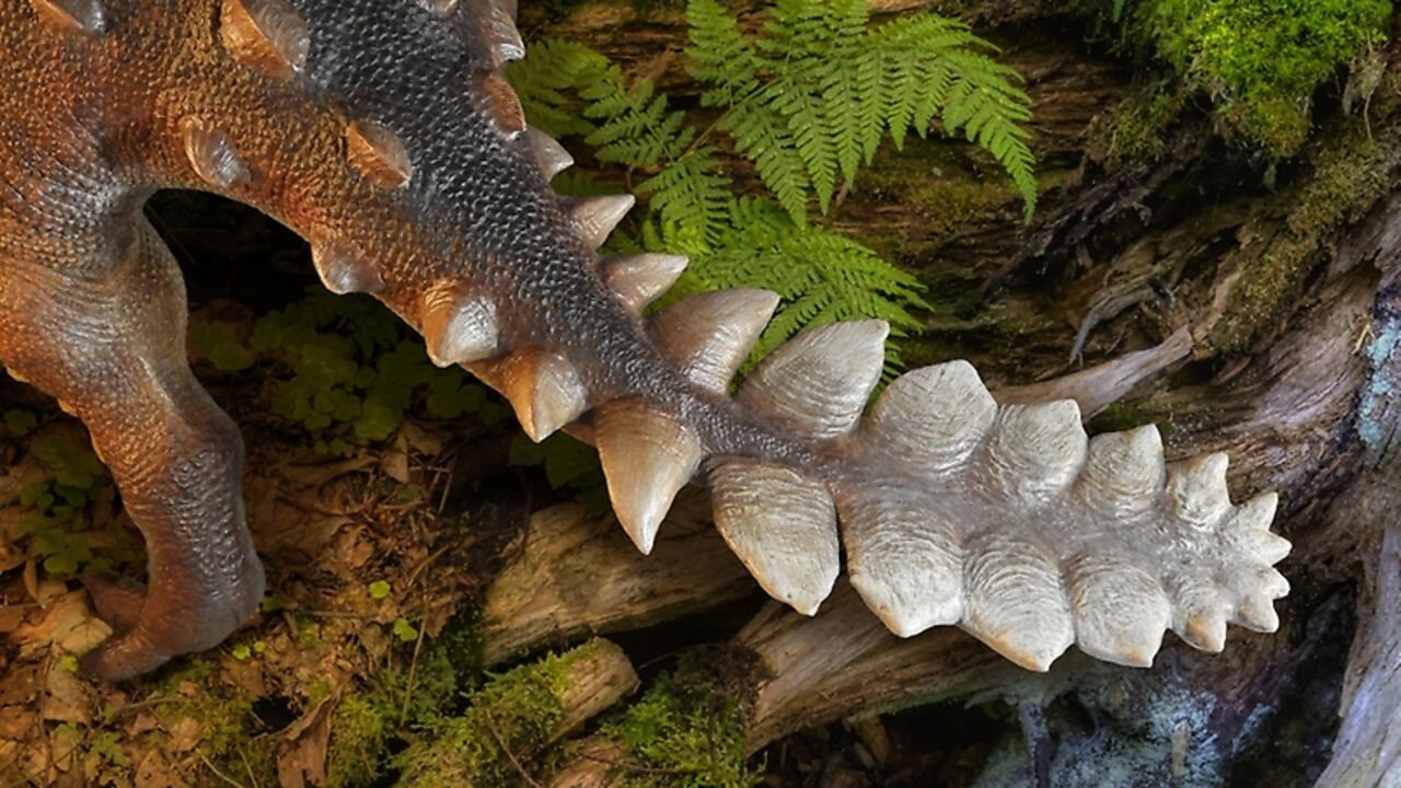 El Stegouros elengassen fue calificado como "un eslabón evolutivo entre los anquilosaurios".