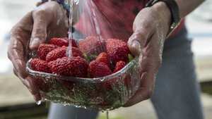 Puede que no esté lavando correctamente las frutas.