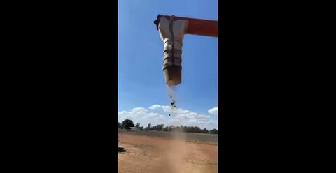 Impactante video muestra una “lluvia de ratones”, al tiempo que una “plaga bíblica” afecta a Australia