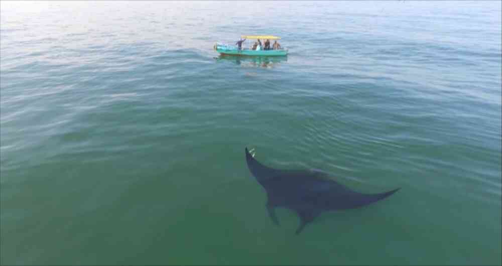 Las mantarrayas son seres inofensivos y tímidos, según expertos.