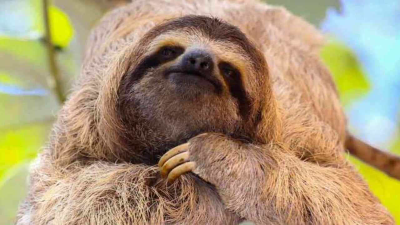 Entre los animales que serán liberados este viernes en el marco de la conmemoración del Día Nacional de la Biodiversidad se encuentran osos perezosos. Foto: archivo/Semana.