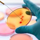 Scientist innoculating a series of agar plates with bacteria, Property Release 1/13 Model Release 2/13.