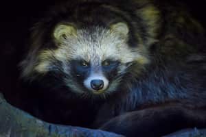 Perro mapache, Nyctereutes procyonoides - Imagen de referencia