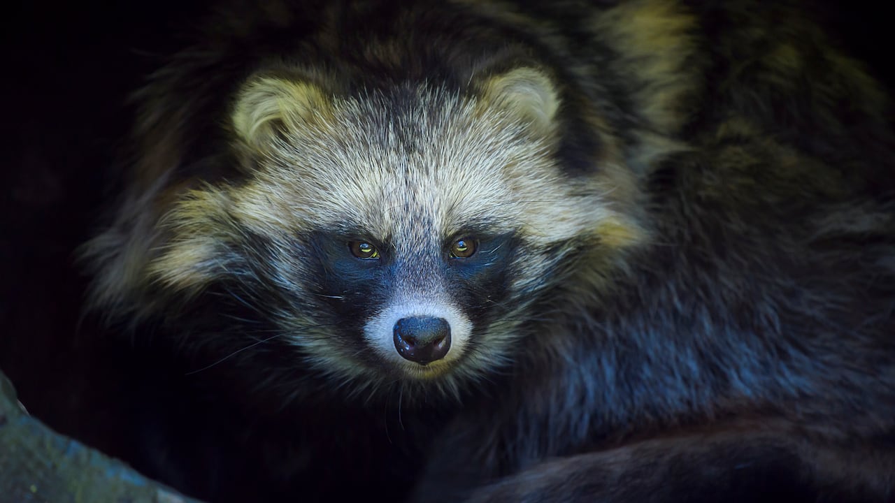 Perro mapache, Nyctereutes procyonoides - Imagen de referencia