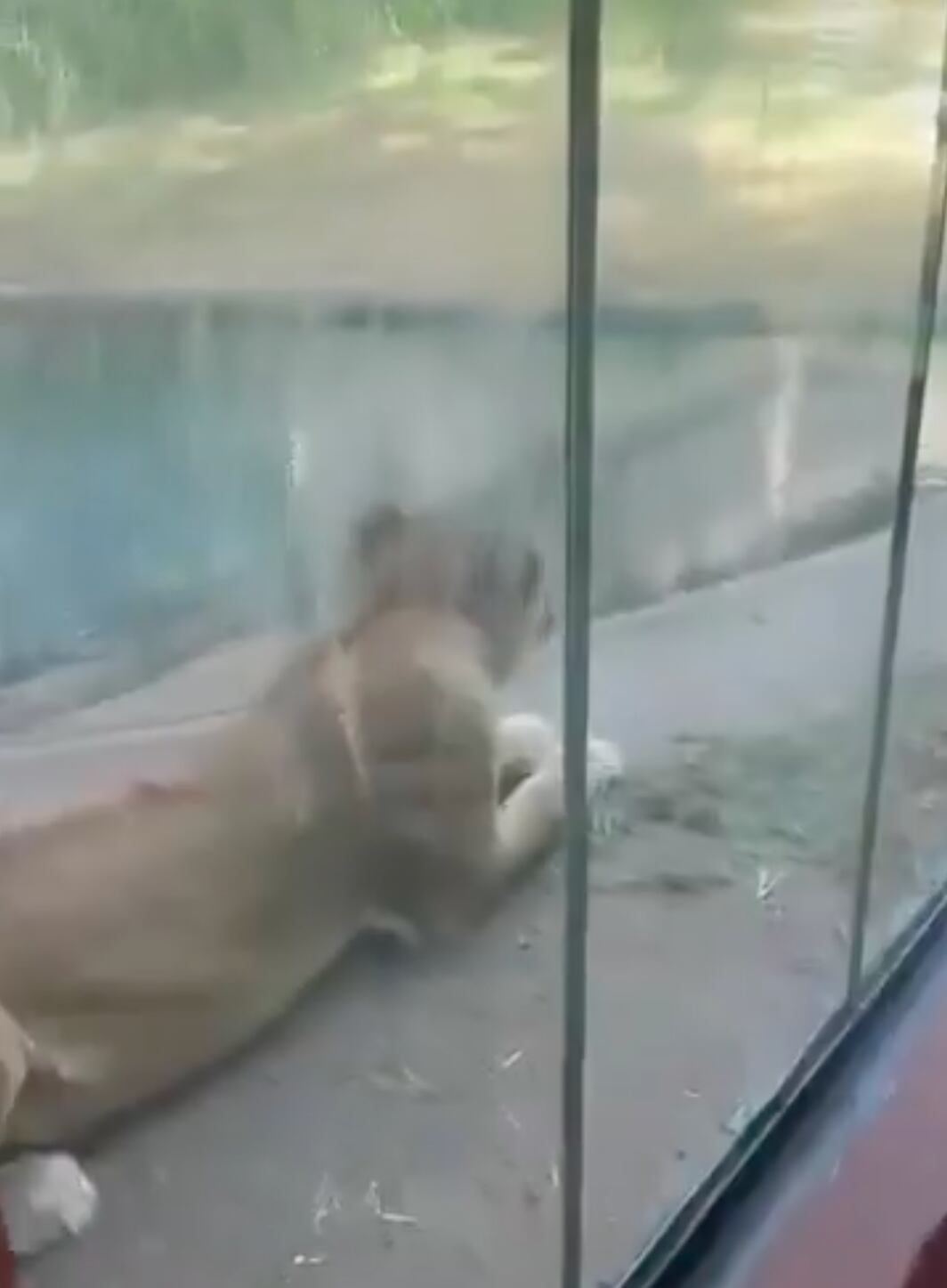 La leona atacó al joven tras ingresar en su jaula