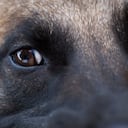 El perro de raza pastor belga fue sacrificado por las autoridades (foto de referencia)