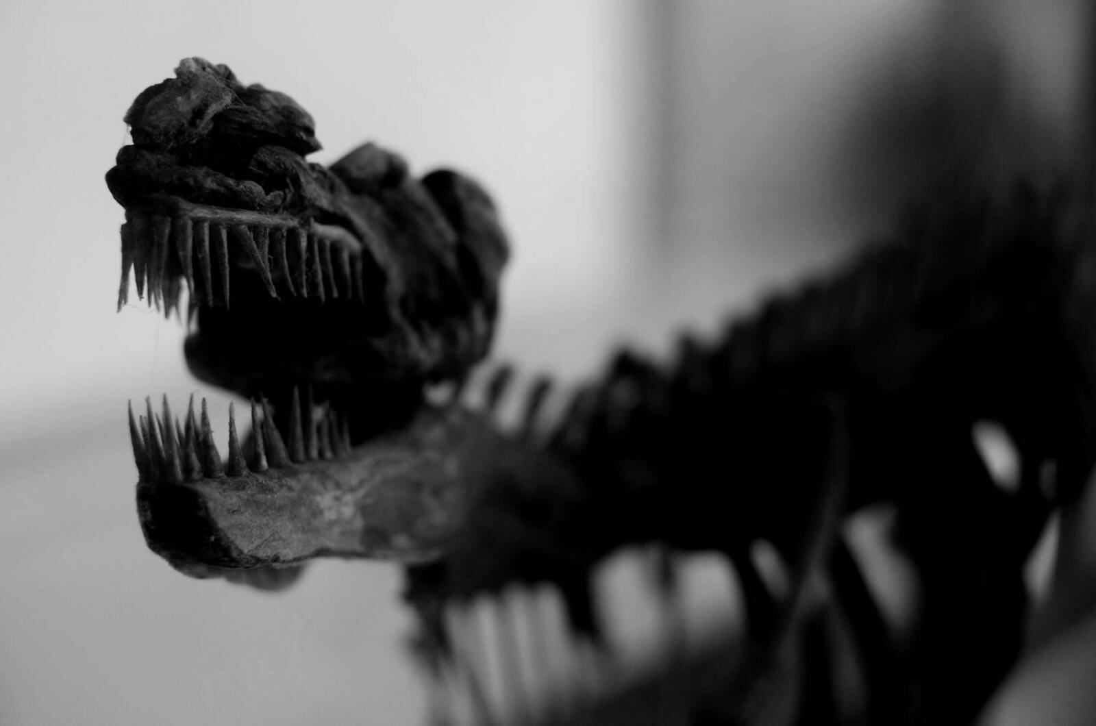 Restos fósiles de una nueva especie de anquilosaurio ―un dinosaurio acorazado― han sido identificados en la Isla de Wight (Inglaterra), datados en 125 millones de años.