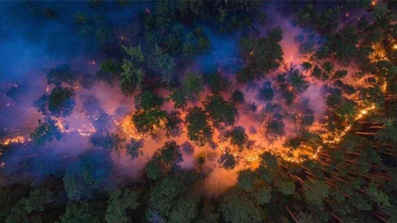 Los incendios, que se viene presentando desde enero, se multiplicaron en junio y julio. Foto: Greenpeace España.