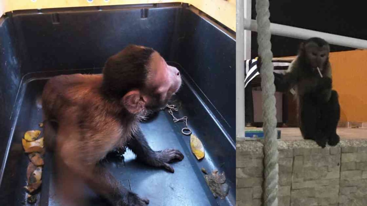 El mono maicero se recupera en el centro de fauna de la entidad en Palmira. Fotos: CVC.