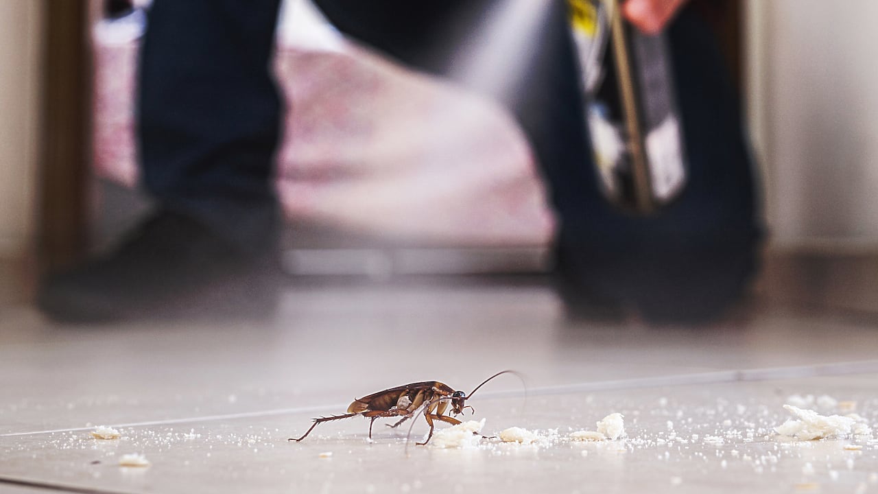 Ante una plaga de cucarachas, los insecticidas no son del todo efectivos.