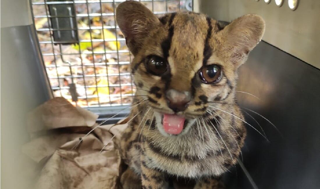 Tigrilla lanuda liberada en Antioquia