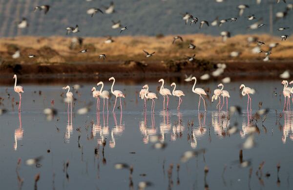 Flamencos de pie en una laguna cerca de la ciudad de Messolonghi, en el oeste de Grecia. (AP) 