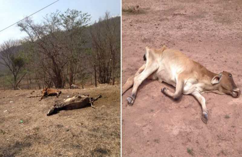 Cortesía de Contexto Ganadero