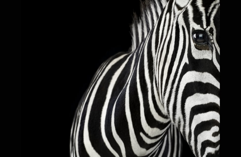 Al posar, los animales muestran un costado de su naturaleza que no es posible captar fuera de un estudio. El resultado es una fotografía que le permite a quien la observa focalizarse enteramente en el sujeto y sus peculiaridades.
